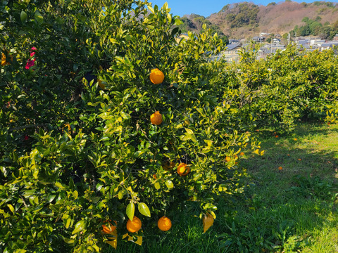 有機JAS認証　愛媛県産　有機　不知火　オーガニック　(家庭用)