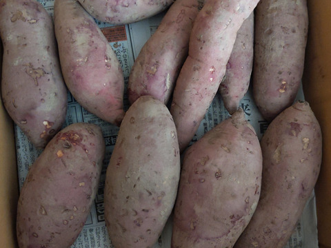 【１人１回だけの特別品】紅はるか2ｋｇ(箱入)　10月以降～発送予定！　熟成期間１ヶ月超！　さつまいも！　栽培期間中農薬不使用！
【敬老の日】