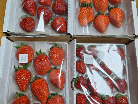 旬のいちご食べ比べ 4P　お得なご家庭用！　230g×4p