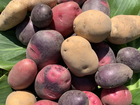 農薬化学肥料不使用‼︎今が旬！新じゃがカラフル詰め合わせ＆ローズマリー少量