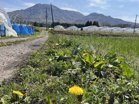 広大な阿蘇で生まれた！赤い輝き『阿蘇アイコトマト』