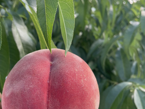 福島県オリジナル品種【ふくあかり】2㎏（6玉～9玉）