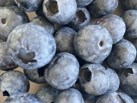 【中粒なのでお値打ち品！】中粒生ブルーベリー500g×2パック