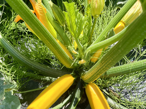 濃甘！ズッキーニ3色 3kg 農薬・化学肥料不使用