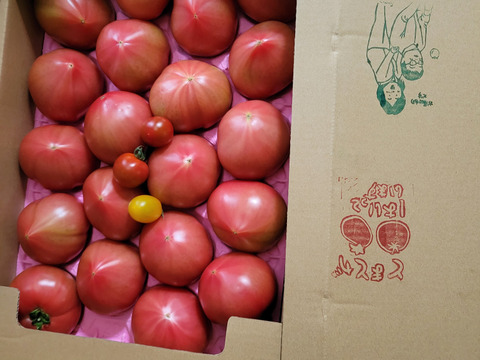 100％純トマト🍅4キロ箱【雪ちゃんトマト】桃太郎トマトL or Mサイズ