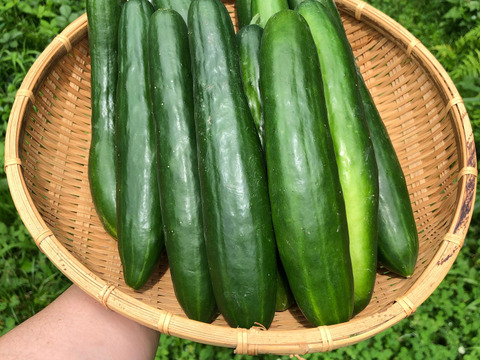 セット10kg【固定種の旨み玉ねぎ】農薬不使用🧅やみつききゅうり！野菜　自然の甘味！