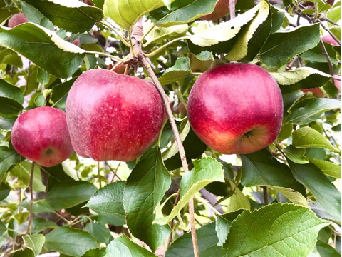 フレンチシェフの発酵バター香るアップルパイ６個セット