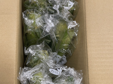 【6/15〜予約順に発送】B品大箱　先端カット訳あり『甘々娘（かんかんむすめ）or  甘太郎（かんたろう）』8ー14本入り鮮度保持フィルムで全国発送でも採りたてのトウモロコシを！