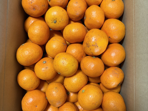 おすすめNo.1　小玉5キロ　有田みかん