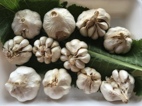 食品ロス品！ガツンとくるにんにく　無選別　1.3kg