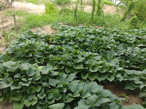 【まとめ買い用】さつまいもツル【自然栽培】/さつまいもの蔓（長さ15cm〜20cmほど、20本以上）/さつまいものつる/芋づる/※葉を取ってお届け🏣ゆうパック