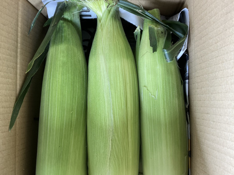 【北海道十勝産】とうもろこし6本入（60サイズ）《収穫後即日発送》