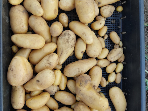 🥔煮崩れしにくい！なめらか食感のメークインMサイズ約3kg｜煮物やカレーに｜農薬・化成肥料不使用🥔