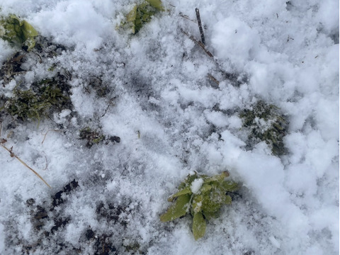 【予約開始】秋田県産天然ふきのとう300グラム