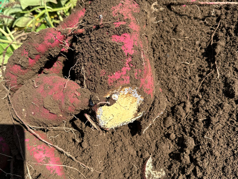 掘りたて　栗かぐや　さつまいも　3kg