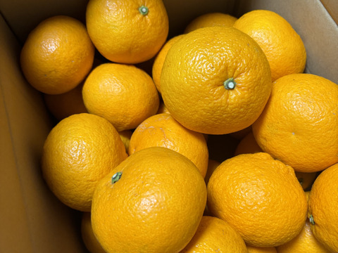 マーマレードやスイーツ作りにどうですか❓甘酸っぱい大人のミカン❗️　紅甘夏（約8.5kg)