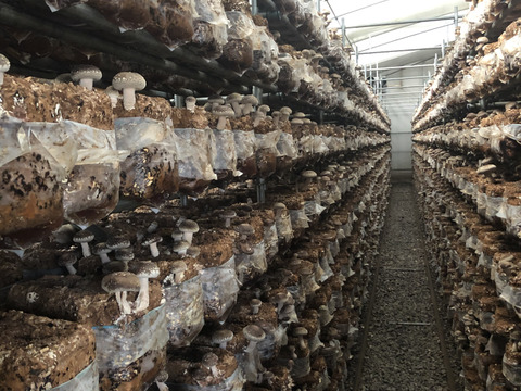 【お鍋にどうぞ】鮮度抜群！大小様々[超得]肉厚椎茸！