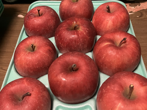 蜜入りチェック済！葉取らずスペシャル3キロ9-13玉葉取らず農薬半減栽培樹上完熟蜜入サンふじ　蜜ライトにて光を通すかチェックします！　りんご　農薬半減栽培で安心安全　　12月10日頃から発送‼️