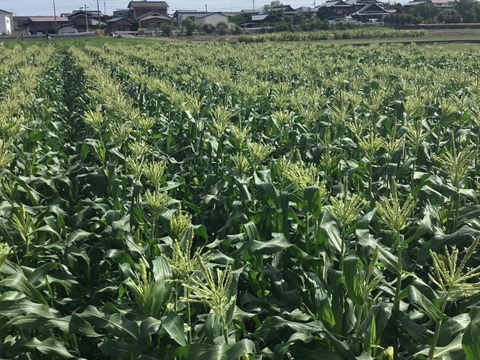 🇯🇵🏃‍♂️🏃‍♀️収穫スタート！🌞10本入り糖度15〜16度スイートコーン🌽おおもの　その名のとおり食べ応えのある大きさ！甘さ！北海道,沖縄県への発送除く