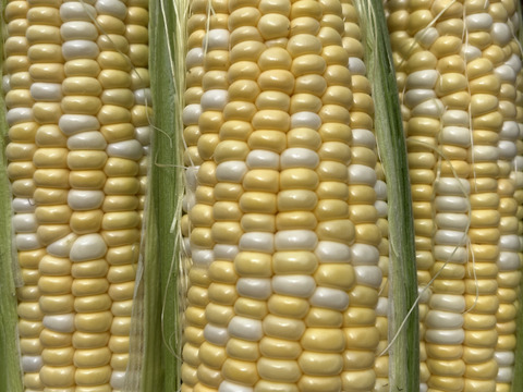 生でもガブり！と頬張れるトウモロコシ『ドルチェドリーム』10本入り 約4キロ