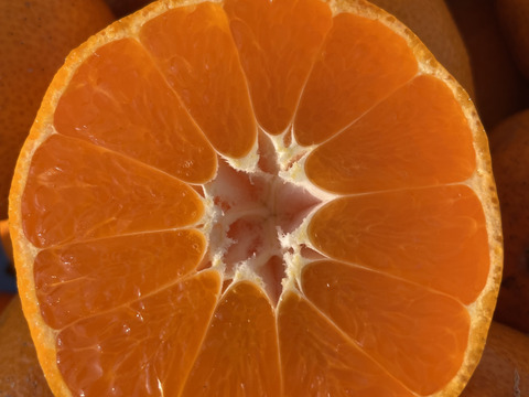 【わけあり】自然栽培 古田温州みかん 10kg 周防大島産