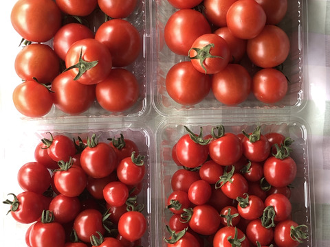 トマト４種類のセット　キャロル７　１㎏、千果１ｋｇ、ほれまる1ｋｇ、フルティカ１ｋｇ