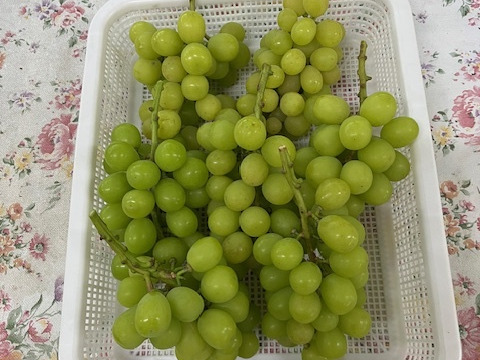 家庭用】訳あり「シャインマスカット」5～7房（約2kg）（北海道
