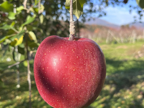 《予約商品》12月上～中旬   綺麗な葉とらずサンふじ 10キロ箱 24～36玉