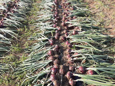 かまちゃん農園の「赤玉ねぎ箱に入るだけ」❣