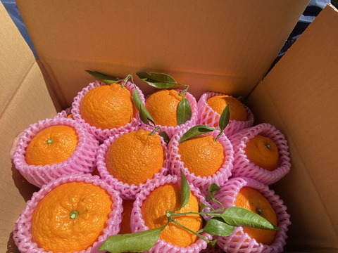 2026年収穫　大ぶり果実の瀬戸内　傷ありご家庭向け　しらぬい 4kg