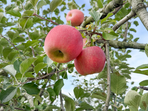 箱込5kg★名和果樹園の訳あり家庭用弘前ふじ★14〜18玉★産地直送お取り寄せ通販