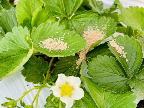 香川県オリジナルブランド🍓特選『さぬきひめ』400g化粧箱