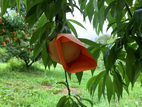 【2025年・岡山の白桃・おかやま夢白桃】希少品種！ギフトにも★とろける果肉とたっぷり果汁の白桃（1.5㎏箱）