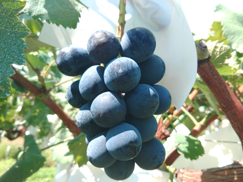 ◇◆◇◆◇◆お試し◆◇◆◇◆◇
R7年産#種なし#皮ごと食べれる！　【ぶどうナガノパープル 長野産】