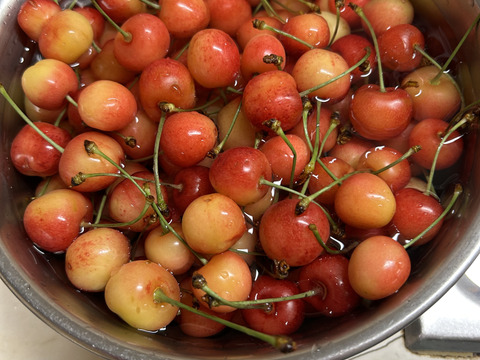 【さくらんぼ】家庭用グラデーションセット 【佐藤錦】🍒1キロ🍒【双子ちゃんが入るかも】【訳あり】
