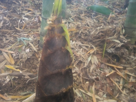 筍 孟宗筍 天然3㌔前後 送料500円OFF!