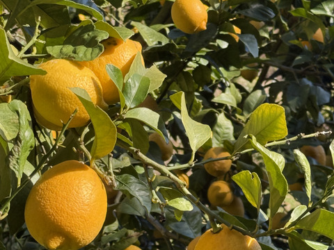 〔秀・優〕完熟イエロー果汁たっぷり！『ATAMI de LEMON®』5Kg- 爽やか芳醇- 品種お任せ