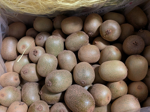 幻の一口キウイ！『さぬきキウイっこ®』秀品・２kg（３０～４０個）