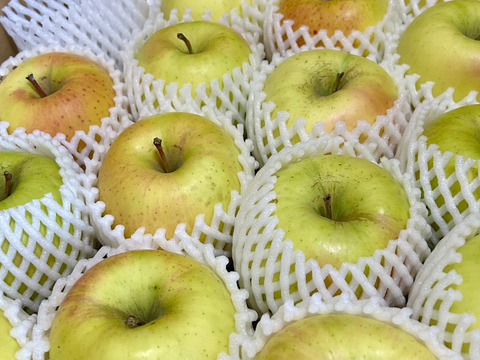 【販売開始！人気セット！】青森県産りんご「ぐんま名月」5kg+「サンふじ」5kg 家庭用 キズ有 セット