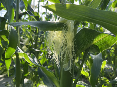 プチプチ食感で、甘〜い、朝採りとうもろこし10本(一本約400g)