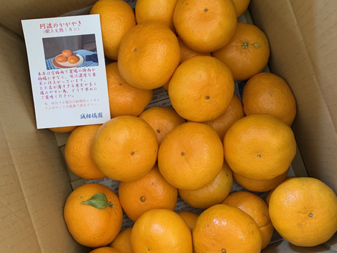 樹上完熟阿波のかがやき　(西南のひかり）販売開始！！。