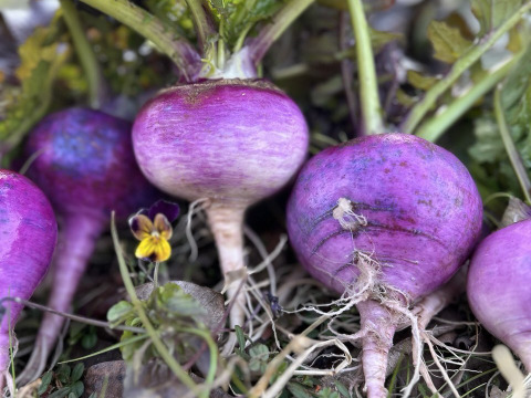 【自然栽培】4~5品目のお野菜セット Sサイズ