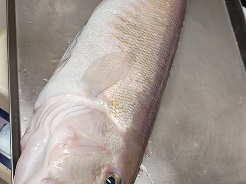 【限定一本】幻の超高級魚/白甘鯛/白皮/1.5kg【生】【冷蔵】
