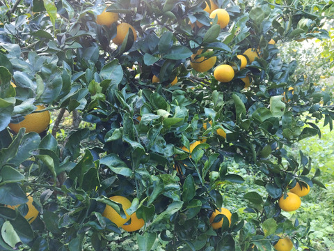 鹿児島県産　甘くて爽やか！【黄金柑】2ｋｇ程度