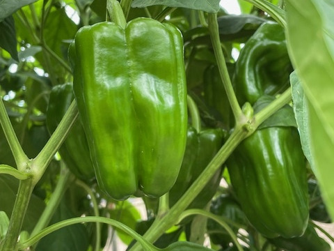 お米５kgとにんにく（白黒）＆季節野菜セット（旬枝豆）