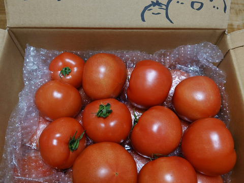 採れたて直送☆嘉麻市産☆桃太郎トマト４．５ｋｇ