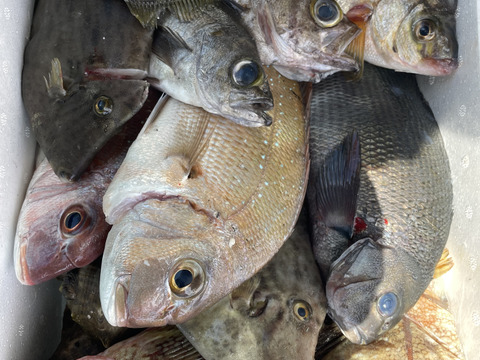 瀬戸内海の旬　船上活〆鮮魚BOX【お試しセット】