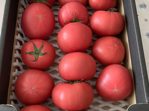 【北海道産】🍅樹上熟3段採り🍅桃太郎トマト2kg箱〈訳あり品〉