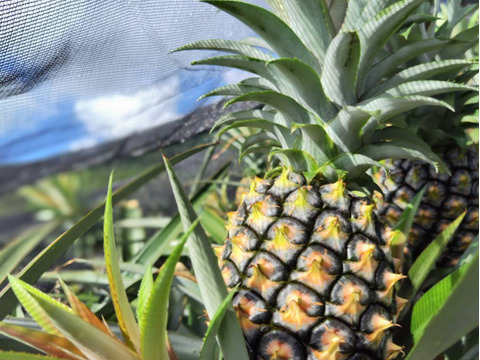 今が旬！西表島の完熟ピーチパイン(3㎏･3-4玉入)