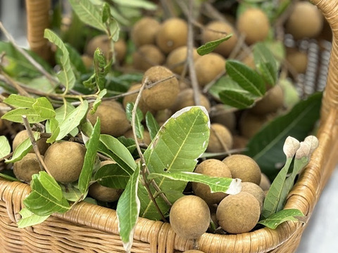 期間限定【リュウガン】600ｇ枝付き